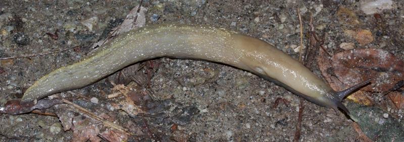 Limax cf strobeli - o L. di testa blu da Pian di Spagna (CO)